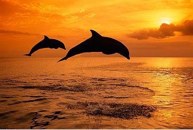 前美国任天堂CEO称WiiU可支持双屏幕手柄